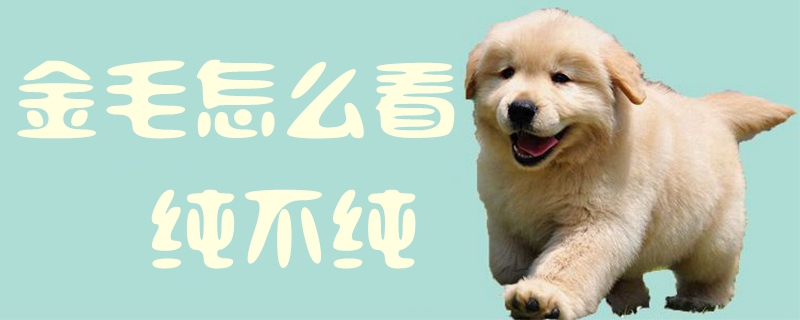金毛怎样瞅纯不纯1