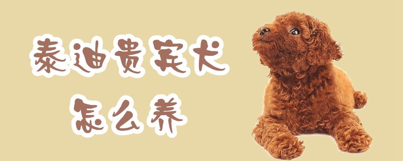 泰迪客人犬怎样养