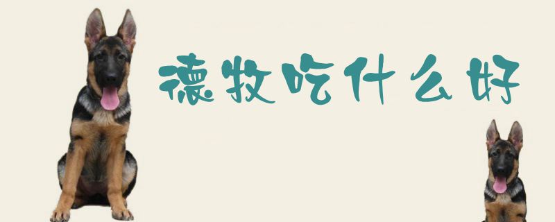 德牧吃什么佳1