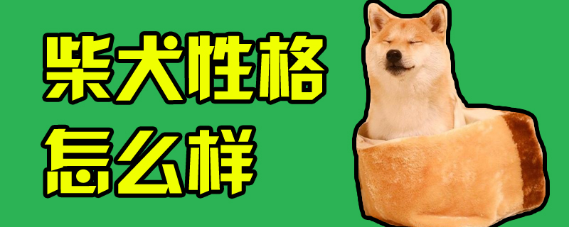 柴犬品格怎样样