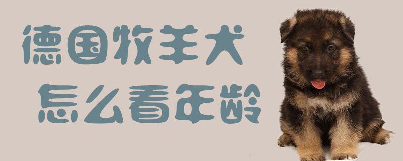 德国牧羊犬怎样瞅年纪1