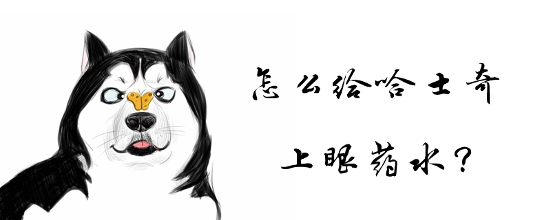 怎样给哈士奇上眼药水