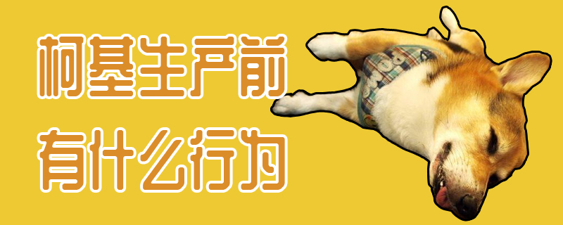柯基消费前有什么行动