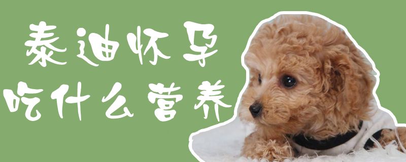 泰迪怀胎吃什么养分1