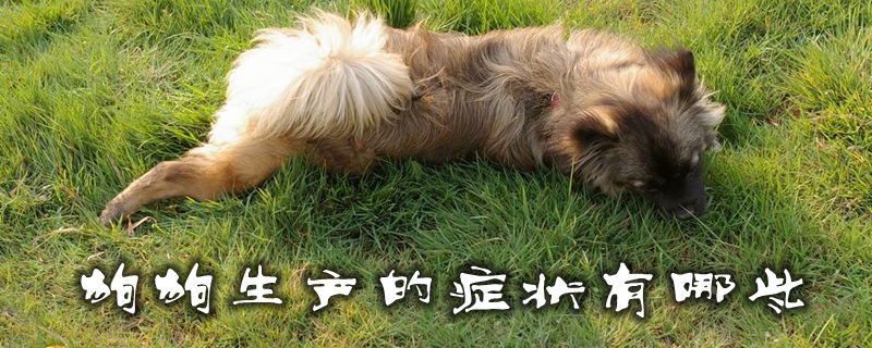 狗狗消费的症候有哪些