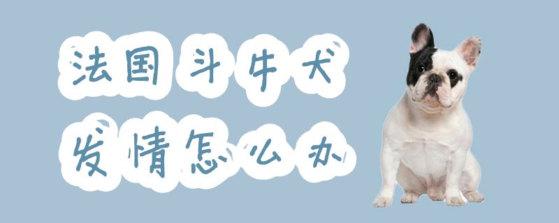 法国斗牛犬发情怎样办