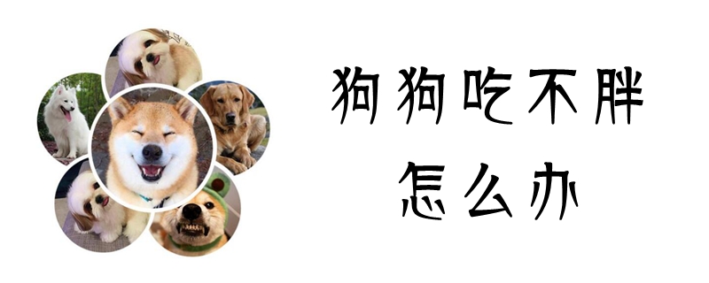 狗狗吃不肥怎样办