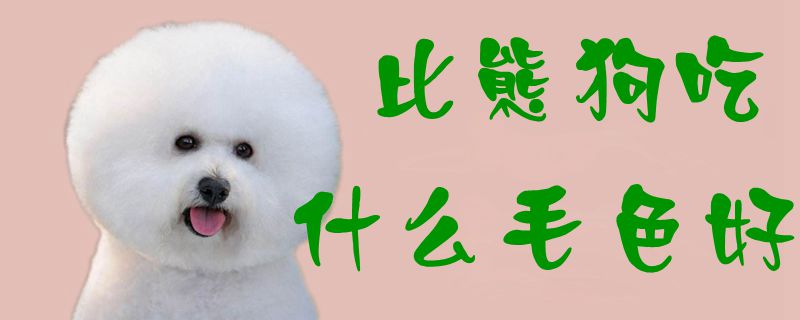 比熊狗吃什么毛色佳1