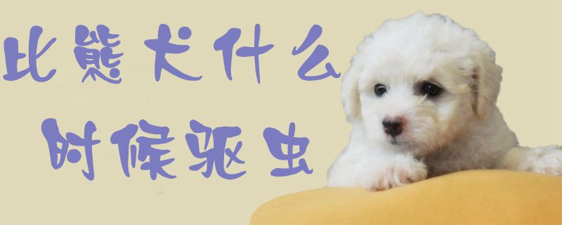 比熊犬什么时间驱虫1