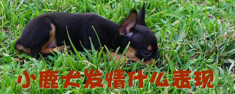 小鹿犬发情什么展现