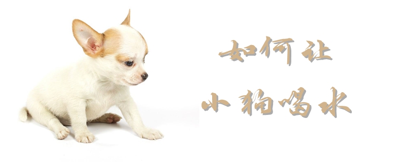 怎么样让小狗喝水
