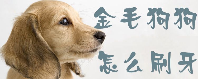 金毛狗狗怎样刷牙1