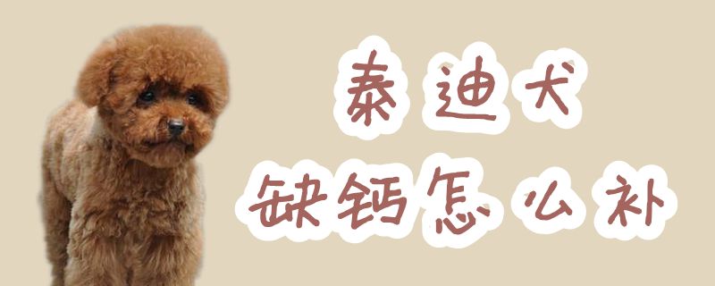 泰迪犬缺钙怎样补