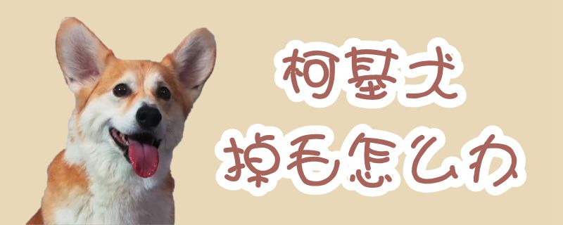 柯基犬掉毛怎样办