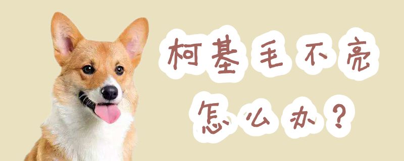 柯基毛没有亮怎样办
