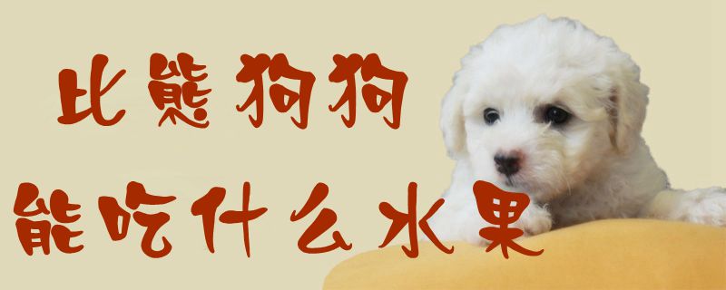 比熊狗狗能吃什么生果1