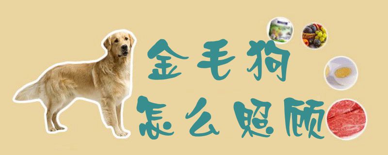 金毛狗怎样照料1