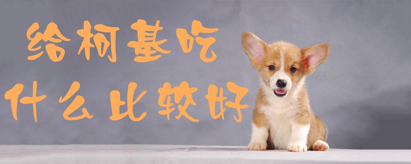 给柯基吃什么比拟佳1