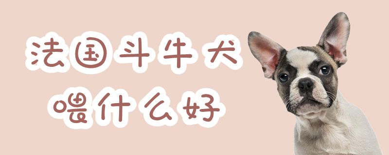 法国斗牛犬喂什么佳