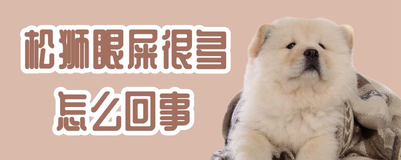 松狮眼屎许多怎样回事