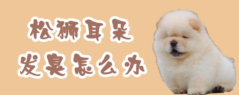 松狮耳朵发臭怎样办