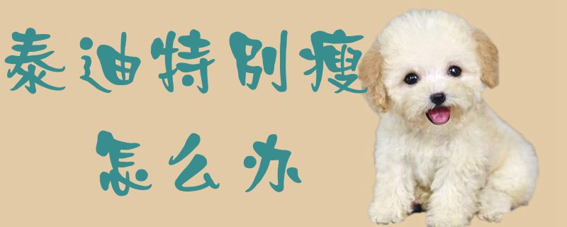 泰迪特殊瘦怎样办1