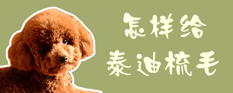 何如给泰迪梳毛1