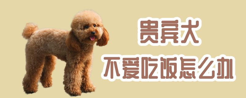 客人犬不爱用饭怎样办