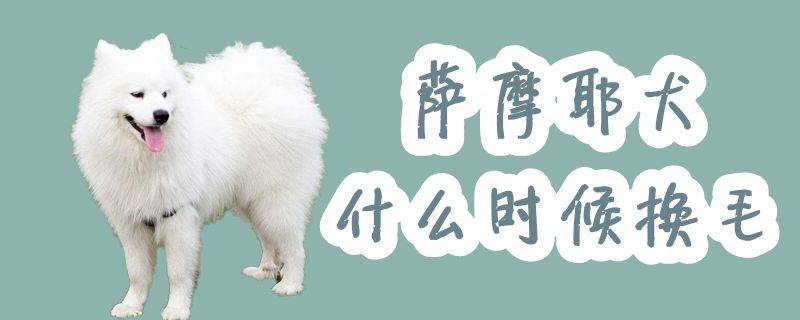 萨摩耶犬什么时间换毛