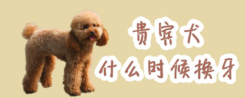 客人犬什么时间换牙
