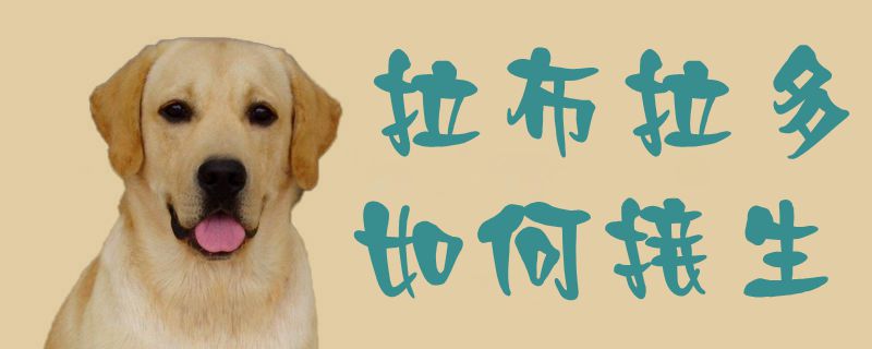 拉布拉多怎么样交生1