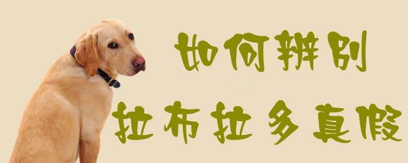 怎么样辩别拉布拉多真假1