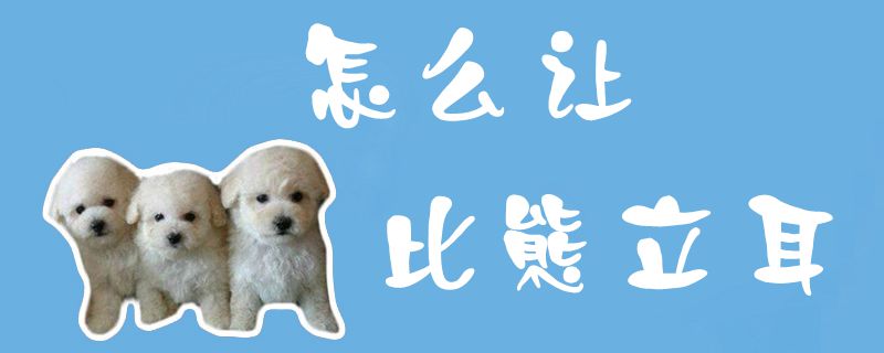 怎样让比熊立耳1