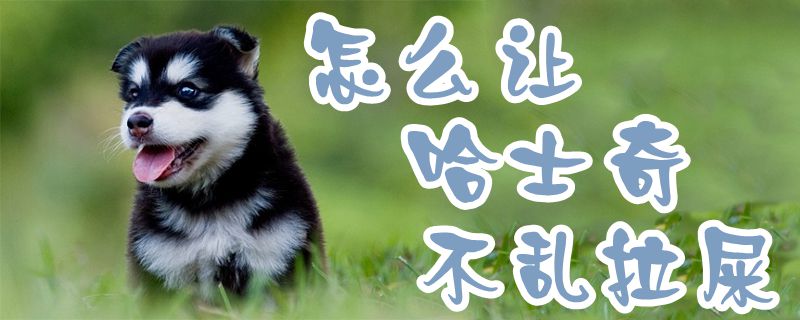 怎样让哈士奇没有乱拉屎1