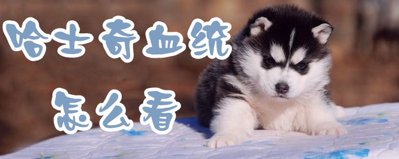 哈士奇血统怎样瞅1