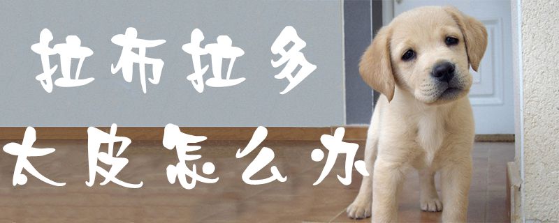 拉布拉多太皮怎样办1