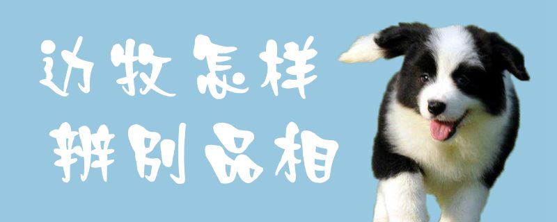 边牧何如辩别品相1