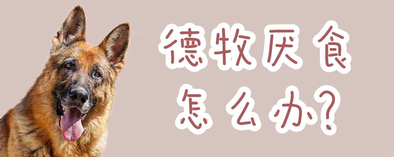 德牧厌食怎样办
