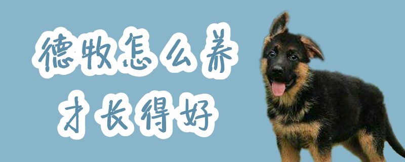 德牧怎样养才长得佳
