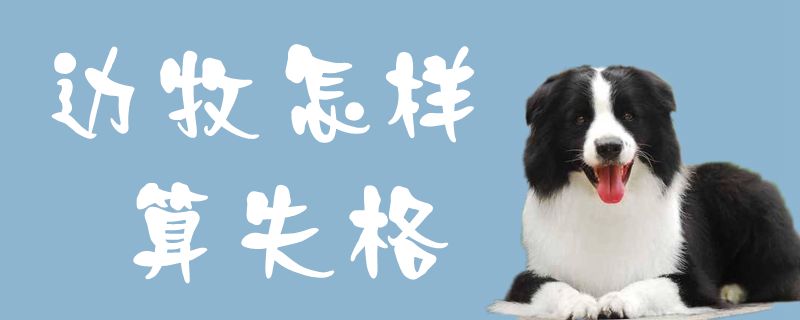 边牧何如算失格1