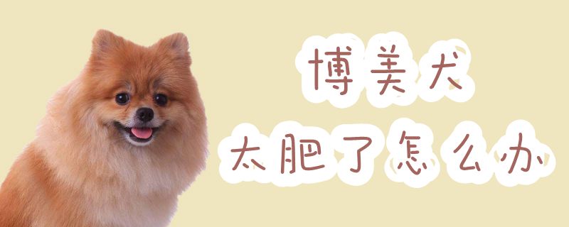 专美犬太胖了怎样办