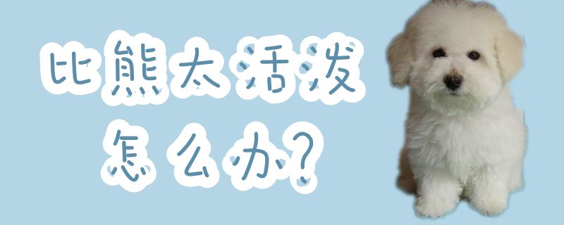 比熊太绚烂怎样办
