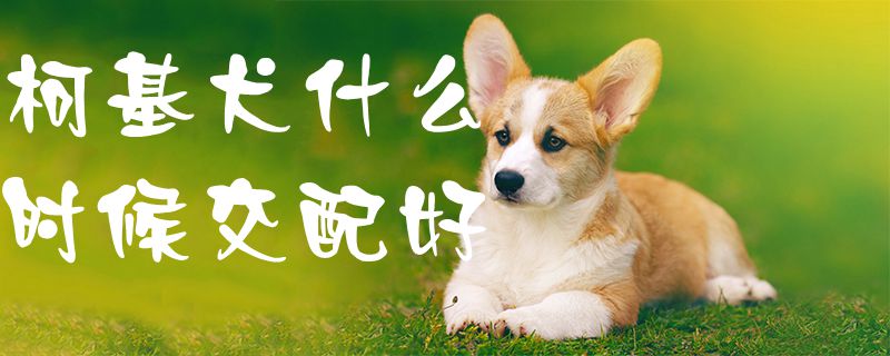 柯基犬什么时间接配好1