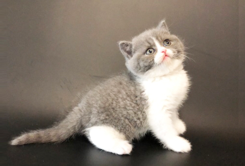 新疆地域猫舍纯种苏格兰折耳猫价钱几钱？