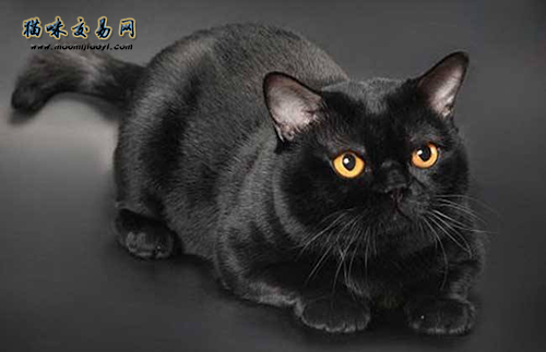 湖北纯种加菲猫实体猫舍价钱几钱？