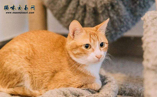 宠物猫价钱行情：天津纯种金渐层价钱几钱？