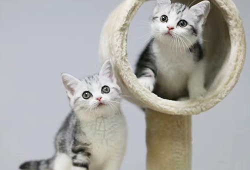 宠物猫价钱行情：天津纯种金渐层价钱几钱？