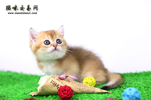 该用什么选择猫咪的办法购只纯种缅因猫呢？