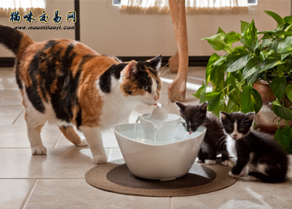 该用什么选择猫咪的办法购只纯种缅因猫呢？