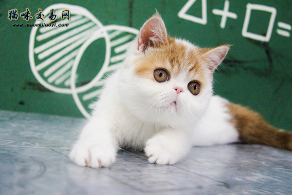 海南纯种布偶猫行情，2021年宠物猫商场佳不佳！